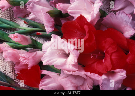 Gladiola Stockfoto