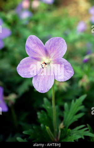 Blaue Geranie. cranesbill. himalayense. Stockfoto