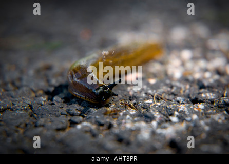 Spanische Geschoß, ARION LUSITANICUS, auch bekannt als killer Schnecke. Stockfoto