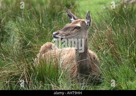 Rotwild - Cervus Elaphus - an der Highland Wildlife Park Kincraig, Kingussies, Invernesshire, Highlands von Schottland, Großbritannien. Stockfoto