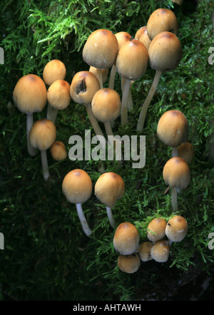 Glitzernde Tinte Kappen - coprinus Micaceus wachsen auf einem Baumstumpf Stockfoto