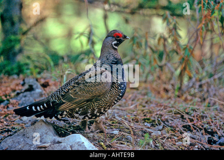 Fichte-Moorhuhn 3 Stockfoto