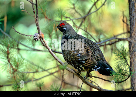 Fichte Grouse 4 Stockfoto