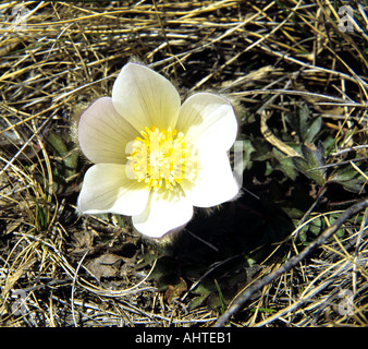 Pyrenäen ANDORRA Europa kann Frühling Pasque Blume Pulsatilla Vernalis eine seidig behaart anemone Stockfoto