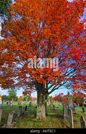 Friedhof und Ahorn Bäume 6 Stockfoto