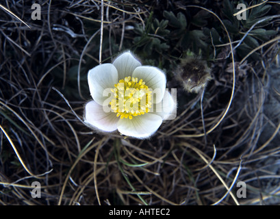 Pyrenäen ANDORRA Europa kann Frühling Pasque Blume Pulsatilla Vernalis Var Pyrenaica eine seidig behaart anemone Stockfoto