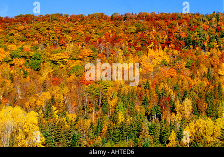 Herbstfarben Sie in New Brunswick 3 Stockfoto