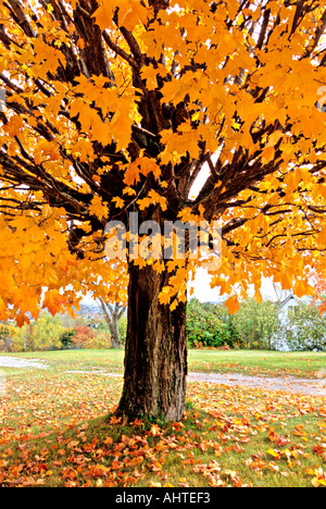 Ahorn Baum Herbstfarben 5 Stockfoto