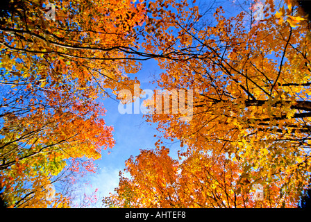 Maple Tree Tops Stockfoto