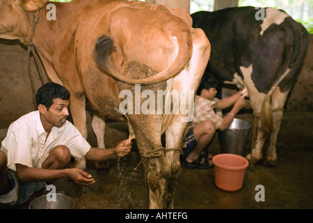 Molkerei Arbeitsmigranten Hand Melken Kühe in einem kleinen Maßstab Privatbesitz Milchviehbetrieb. Goa Indien Stockfoto