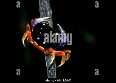 Gecarcinus quadratus, rote Land Crab in Manuel Antonio National Park, Puntarenas Provinz in Costa Rica Mittelamerika Stockfoto