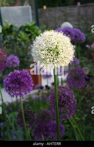 Allium Mount everest Stockfoto