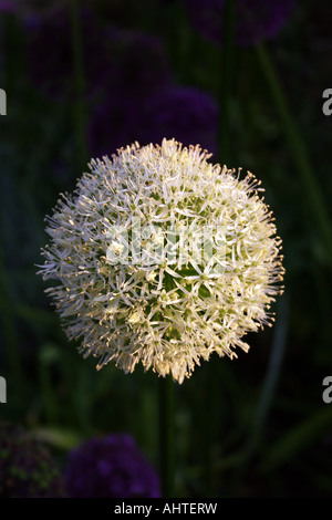 Allium Mount everest Stockfoto