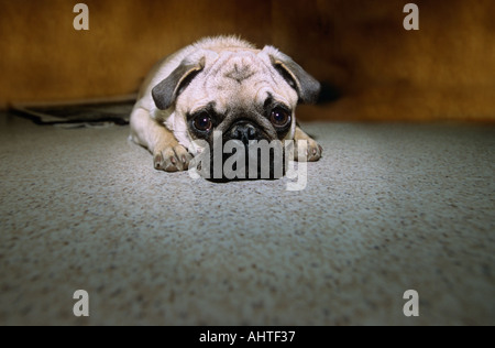 Charlie der Mops 2 Stockfoto