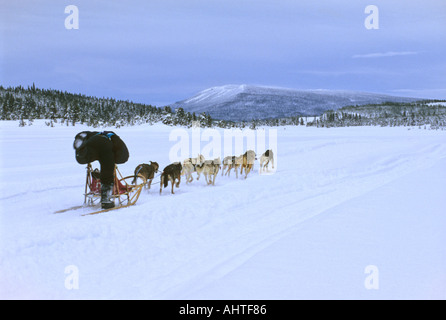 Mushing in- Stockfoto