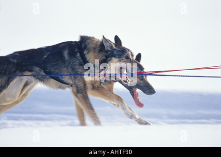 Alaskan Huskies 3 Racing Stockfoto