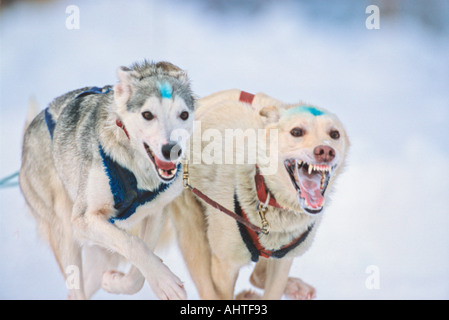 Alaskan Huskies 4 Racing Stockfoto