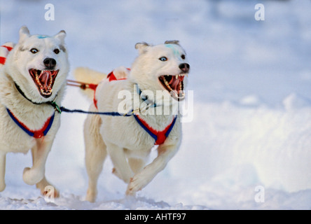 Alaskan Huskies 5 Rennen Stockfoto