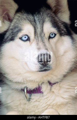 Siberian Husky 4 Stockfoto