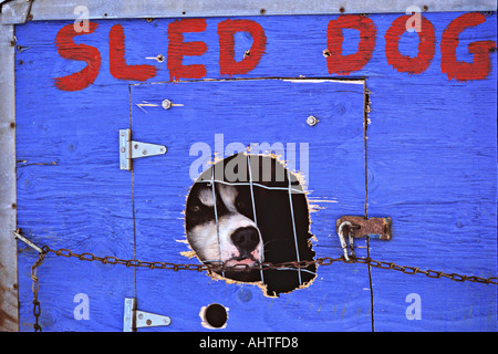 Schlittenhunde in einer box Stockfoto