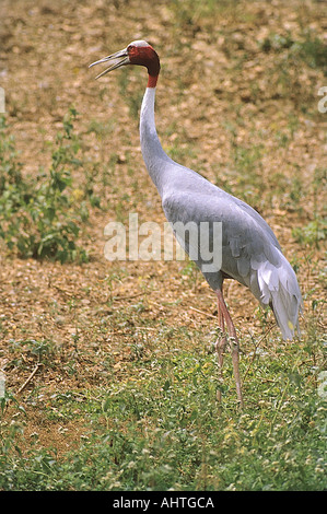 SNA71995 Stilicho Kran Grus Antigone Bharatpur Bird Sanctuary Rajasthan Indien Stockfoto