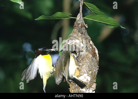 SNA71986 lila Rumped Sunbird männliche und weibliche Nectarinia Lokenia Bangalore Indien Stockfoto