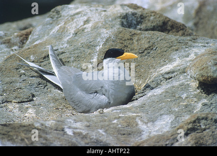 Vogel, Flussseeschwalbe, die auf Felsen brütet, Sterna aurantia, Vogelschutzgebiet Ranathitoo, Ranathittu, Mandya, Mysore, Karnataka, Indien, Asien, Stockfoto