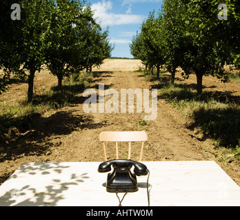 Altes Telefon am Schreibtisch im Obstgarten. Stockfoto