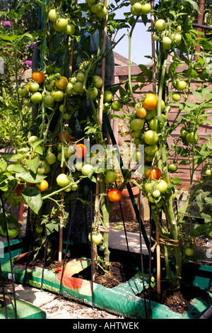 Gartenbau. Tomate moneymaker.. lycopersicon lycopersicum. wachsen in einem growbag Stockfoto