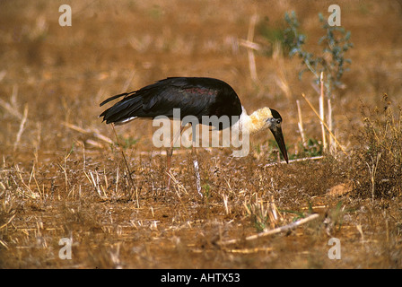 SNA71933 White Necked Storch Ciconia Episcopus Periyar-Wildschutzgebiet Kerala Indien Stockfoto