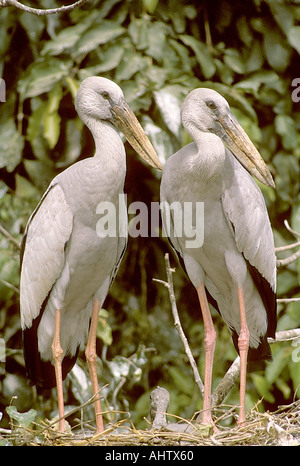 SNA71934 asiatischer Openbill Storch Anastomus Oscitans Ranganthitoo Bird Sanctuary Karnataka Indien Stockfoto