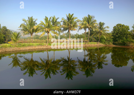 AAD 91608 grüne Kokosnuss-Palmen spiegelt sich im Wasser im Teich See Neral Maharashtra Indien Stockfoto