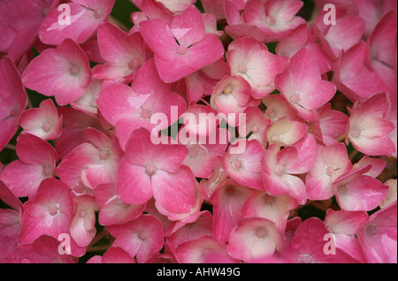 Makroaufnahme einer rosa Hortensie Blume Kopf, all die kleinen Blüten. Stockfoto
