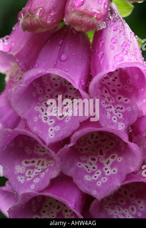 Fingerhut - Digitalis purpurea - makroaufnahme der Blüten am Stengel, meliert Kehle. Stockfoto