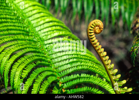 AMA u Farn Kilauea Iki Insel von Hawaii Stockfoto