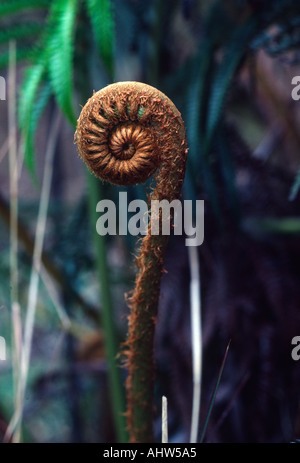 AMA u Farn Kilauea Iki Insel von Hawaii Stockfoto