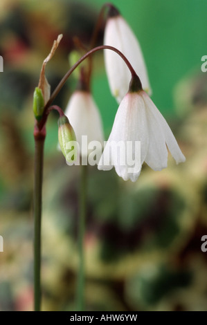 Acis Autumnalis var.pulchella (Schneeflocke) Großaufnahme von kleinen weißen und rosa Blüten. Leucojum Autumnale Var Pulchellum hieß. Stockfoto