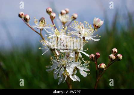 Asiatische Stockfoto