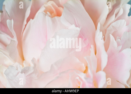 Shirley Temple doppelte Weiße Pfingstrose Blüte rot mit rosa Stockfoto