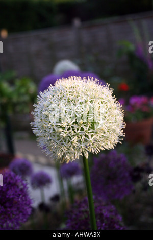 Allium Mount everest Stockfoto