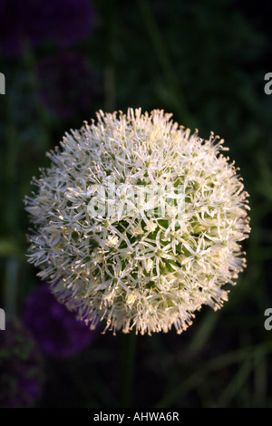 Allium Mount everest Stockfoto