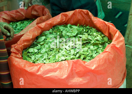 Coca-Blätter zum Verkauf an den Sonntagsmarkt in der Stadt von Tarabuco, Central Täler, Bolivien Stockfoto