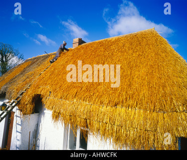 Thatchers bei der Arbeit Stockfoto