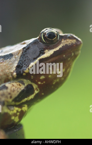 Gemeinsamen Frosch Rana temporaria Stockfoto