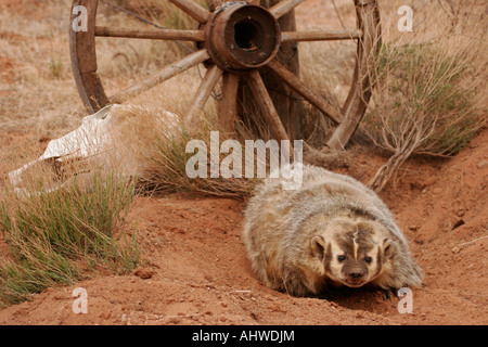 Dachs mit Wagenrad Graben Loch westlichen USA Taxidea taxus Stockfoto