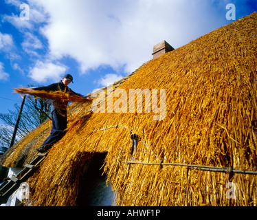 Thatchers bei der Arbeit Stockfoto