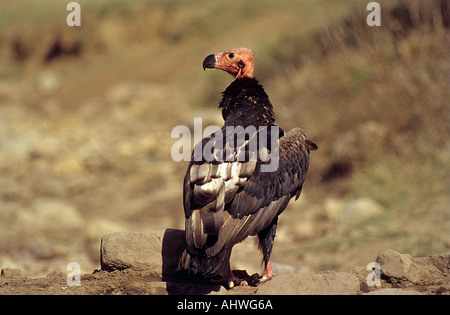 Roter Geier, asiatischer Königsgeier, indischer Schwarzgeier, Pondicherry-Geier, Alte Welt-Geier, Sarcogyps calvus, Sariska-Nationalpark, Indien Stockfoto
