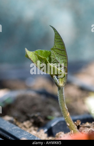 Sprießen schießen einer Läufer-Bean-Anlage Stockfoto
