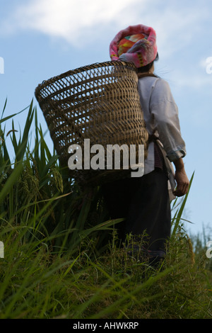 Weibliche Arbeitskraft Longshen terrassierten Reisfelder Guilin Guangxi China Stockfoto