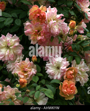 Klettern Pfirsich Rose (Rosa) Stockfoto